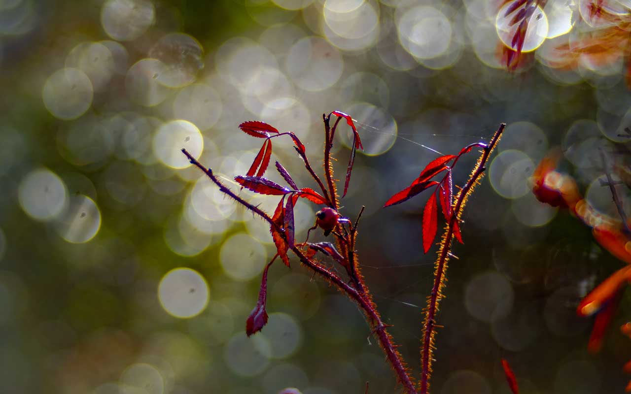 ...und wieder ist Herbst in Westerode