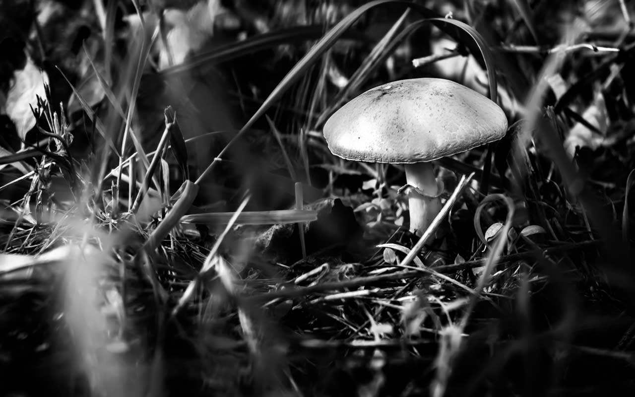 ...und wieder ist Herbst in Westerode