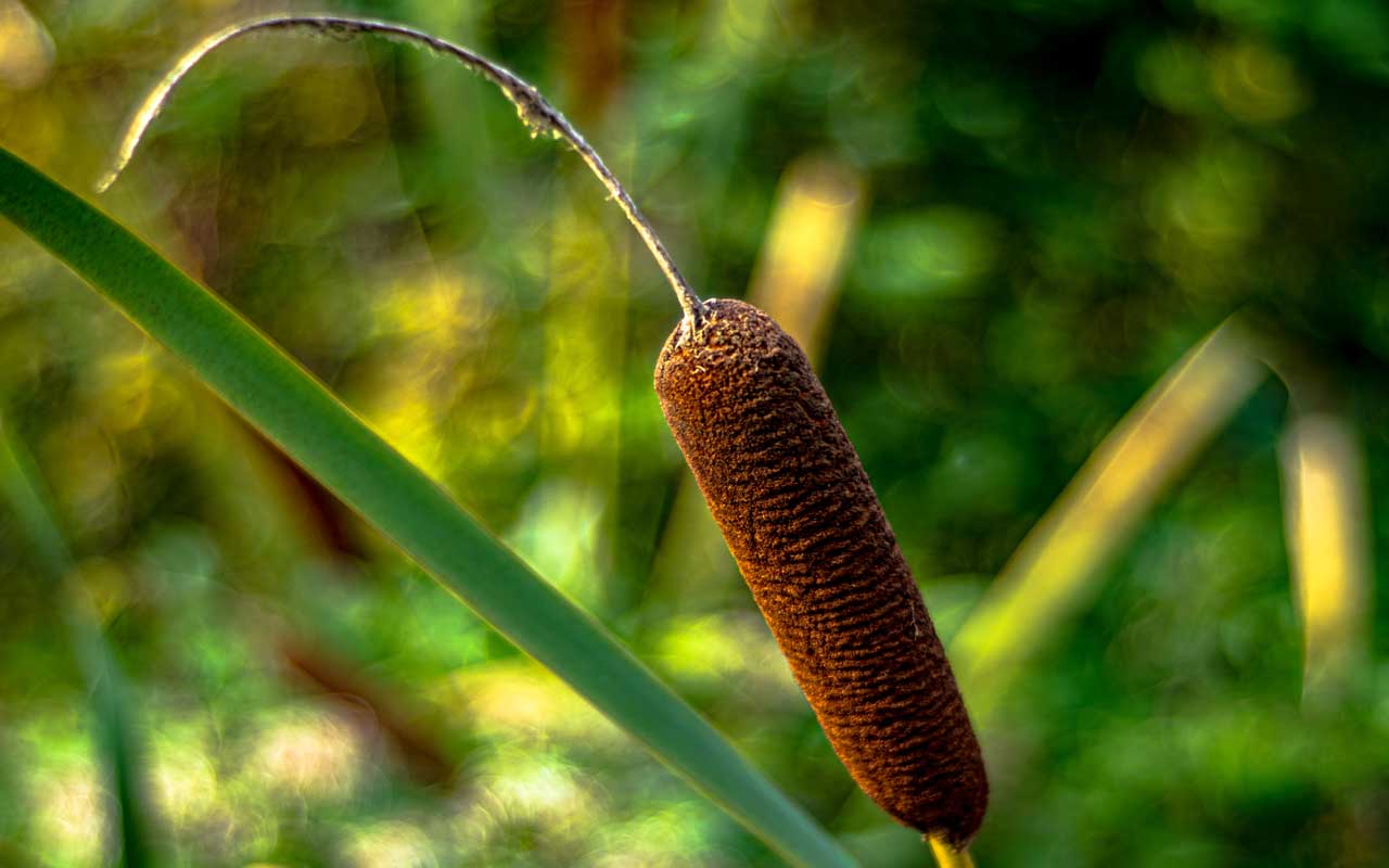 Rohrkolben (Typha)