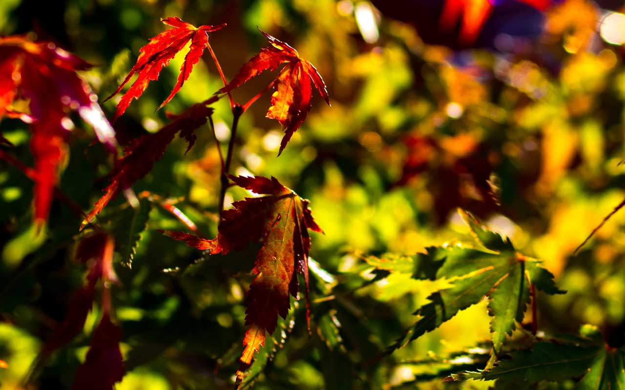 ...und wieder ist Herbst in Westerode