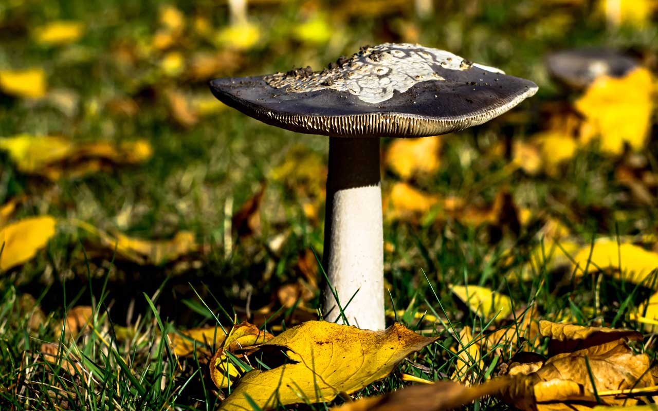 ...und wieder ist Herbst in Westerode