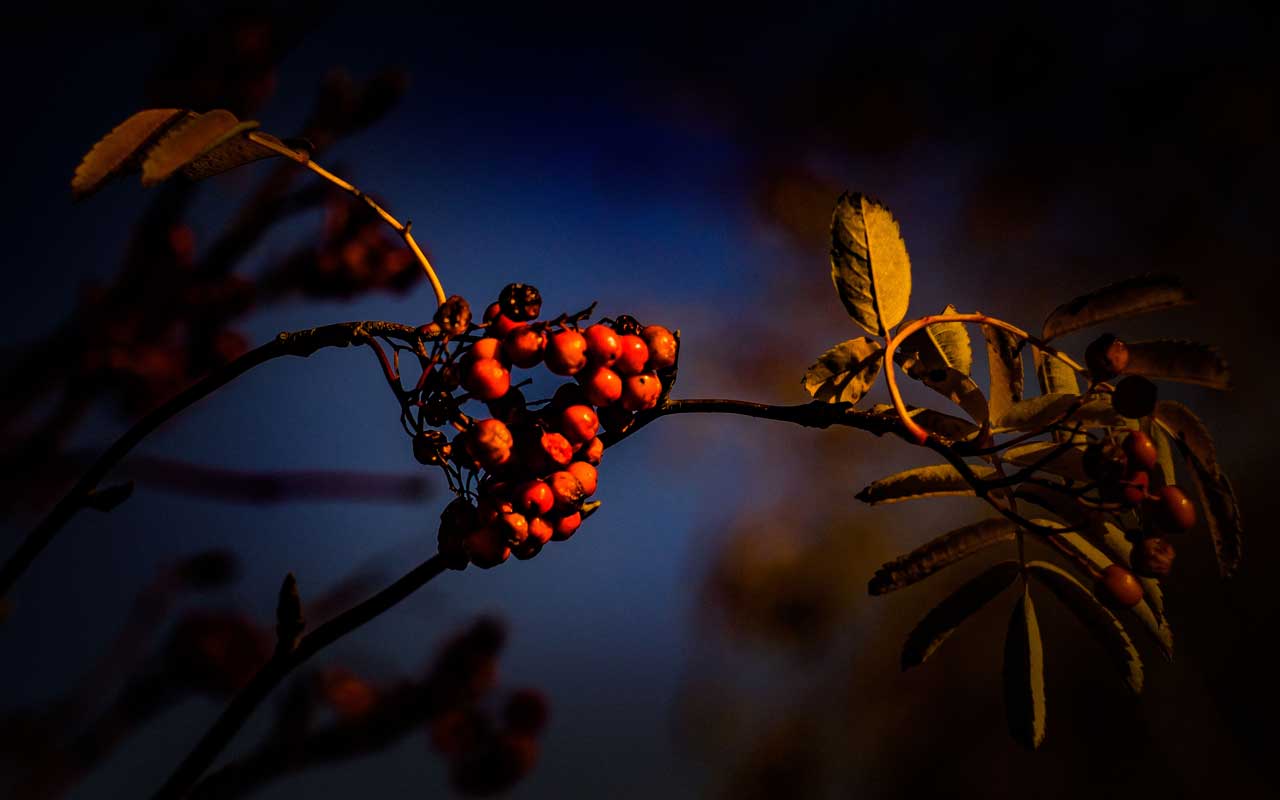 Herbst in Westerode