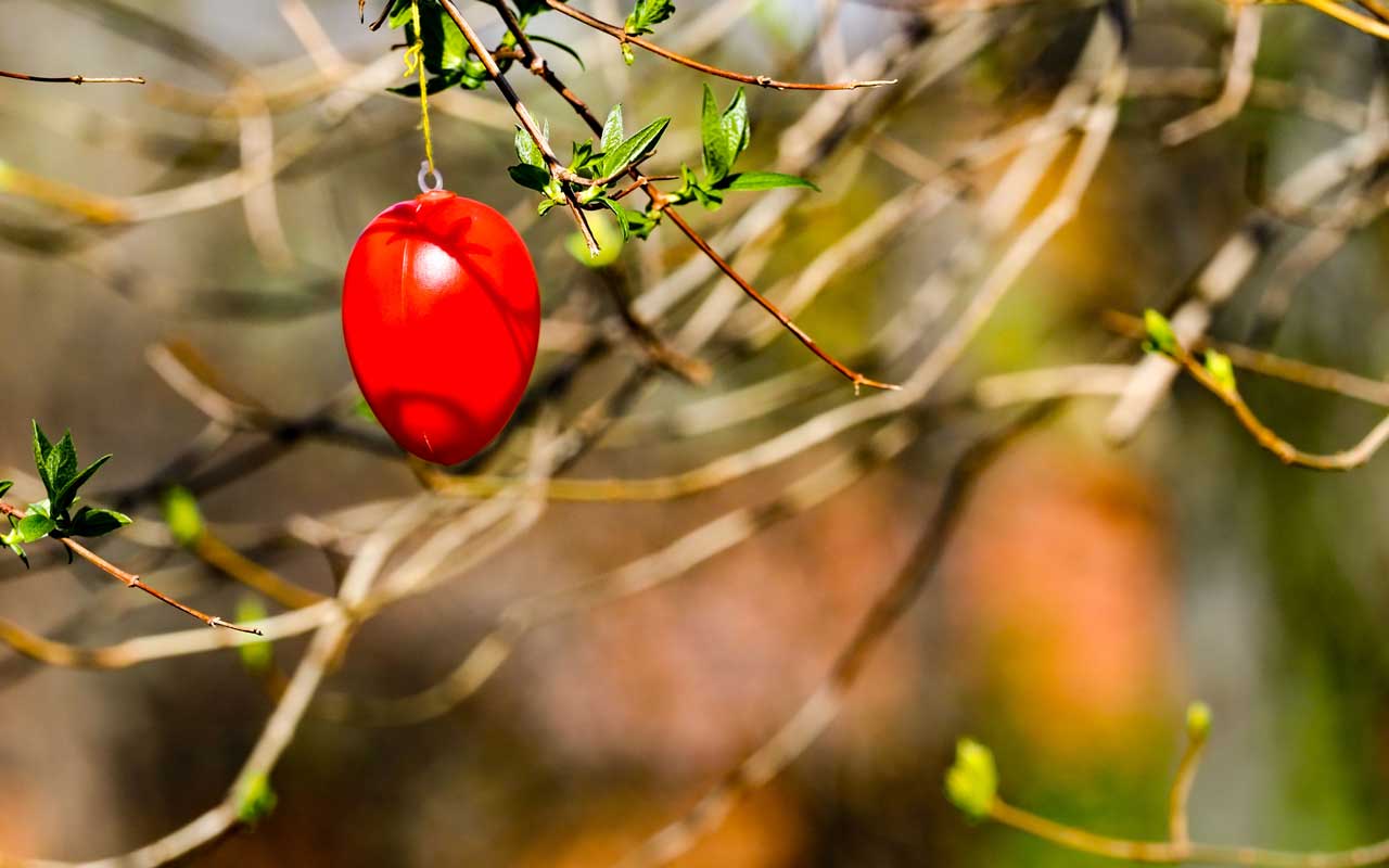 ein Ei aus Nachbars Garten