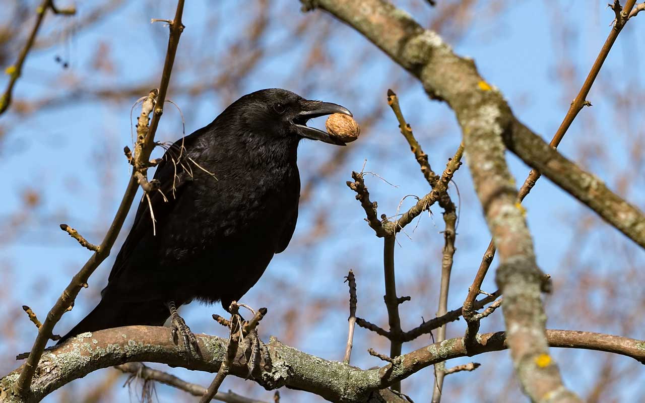 Gattung Corvus in der Familie der Rabenvögel (Corvidae) am Spielplatz 
