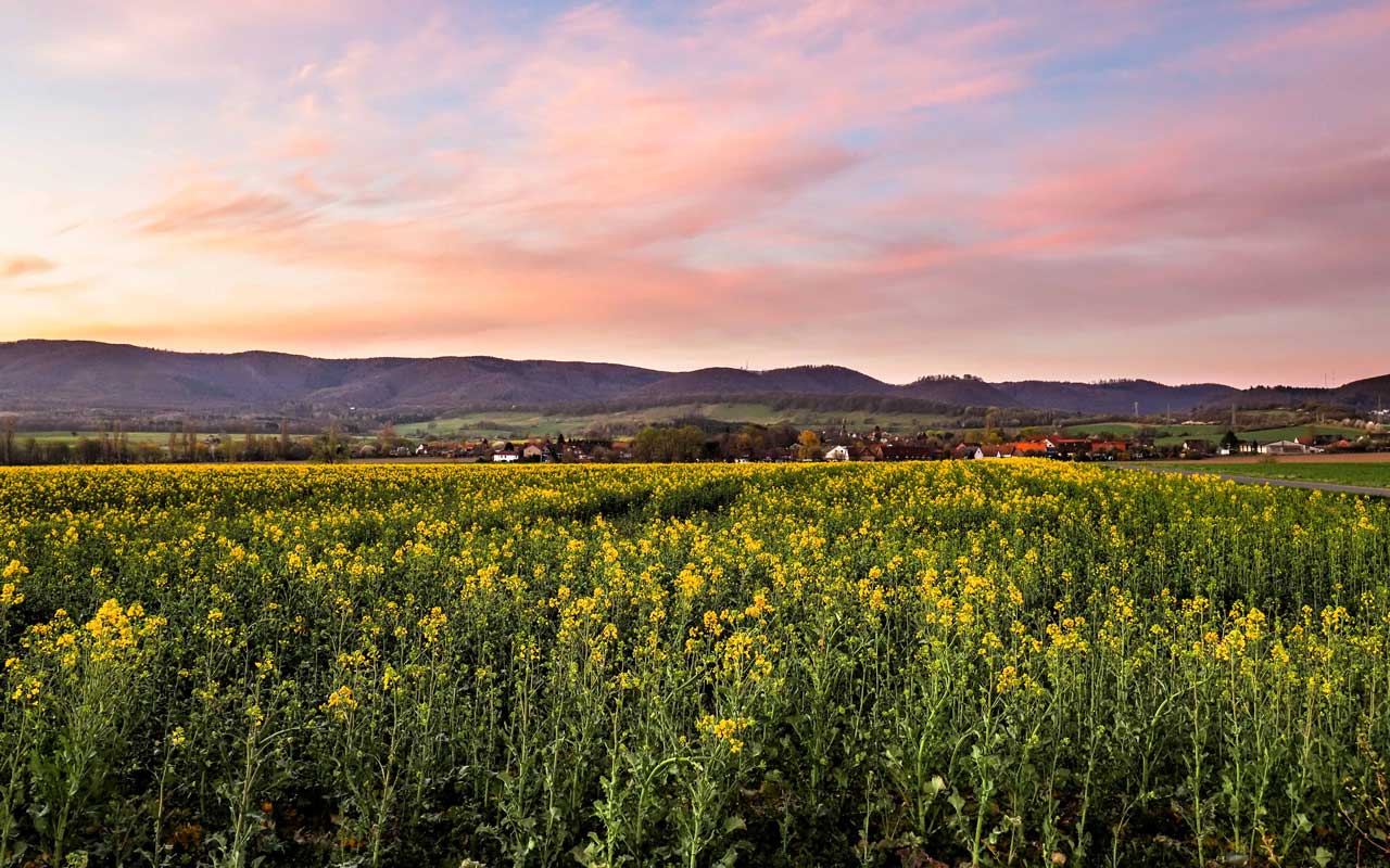Raps im April am Maschfeld