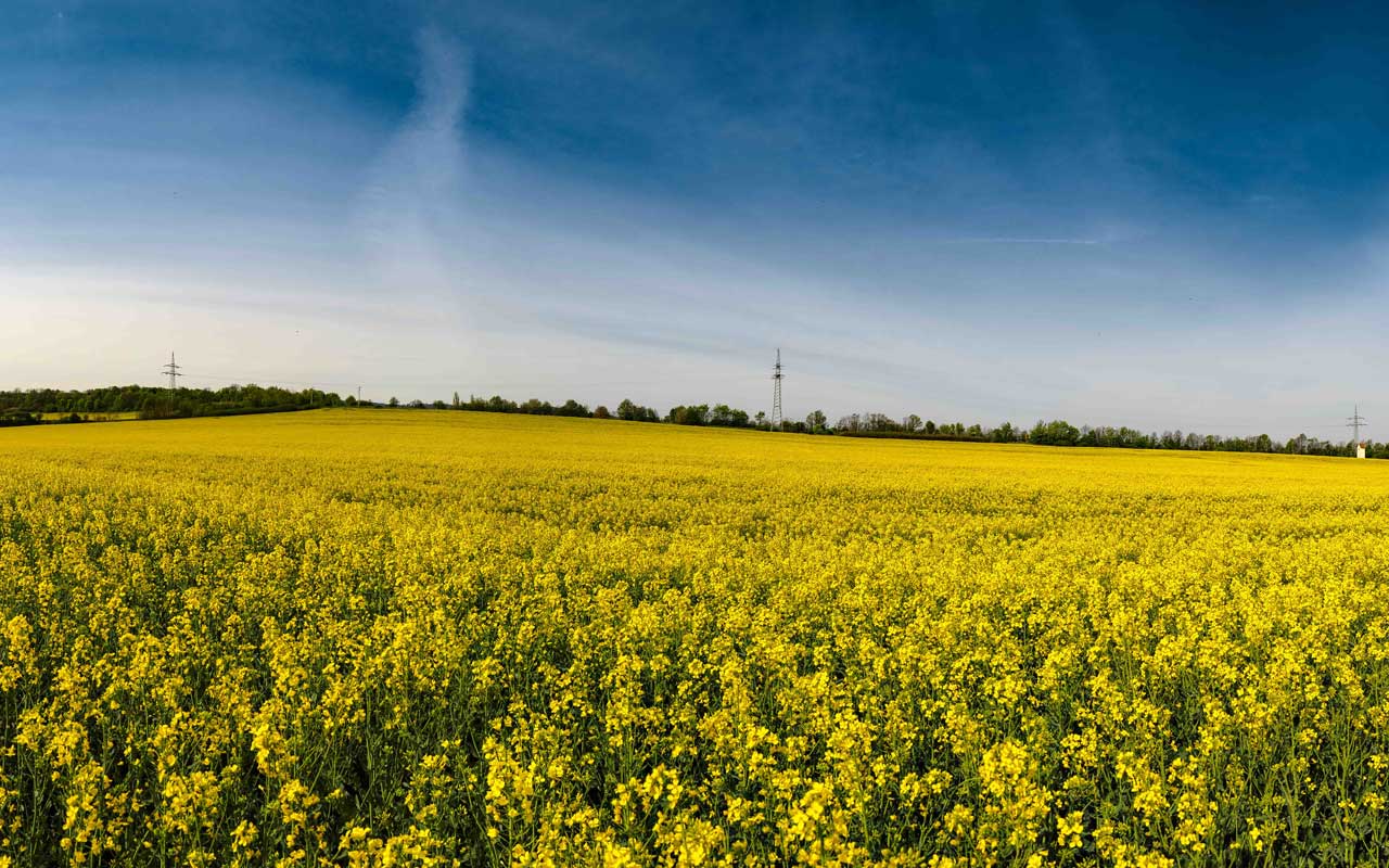 Raps am Diestelkamp