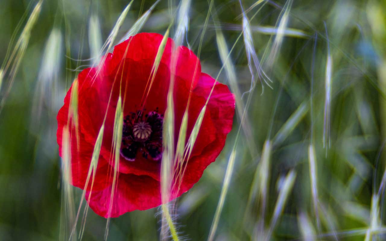 Papaveraceae