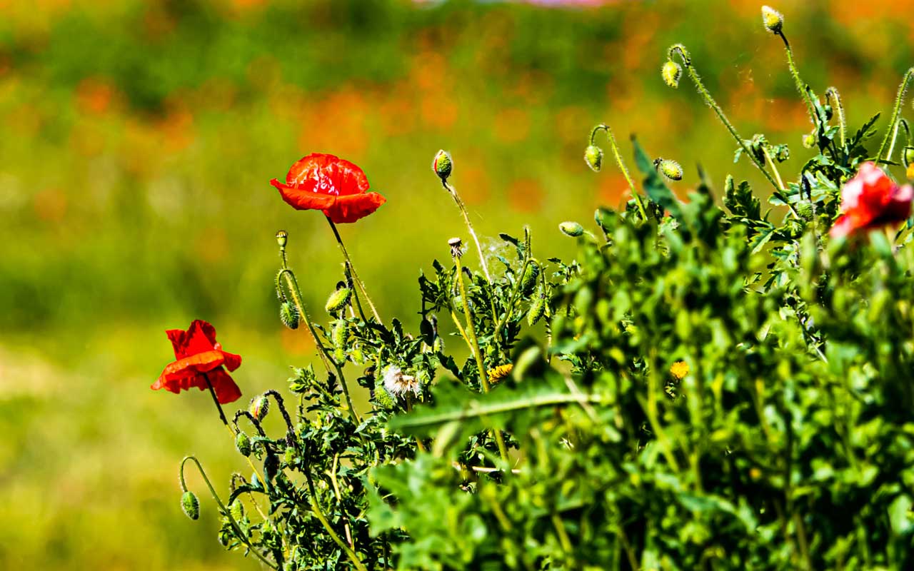 Papaveraceae