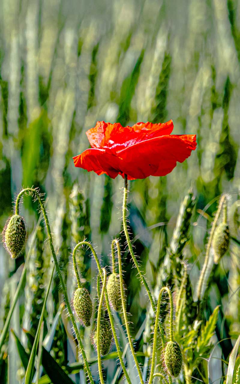 Mohn Am Leimenweg